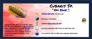 Cubaris Sp. Red Edge Isopod Bin Label